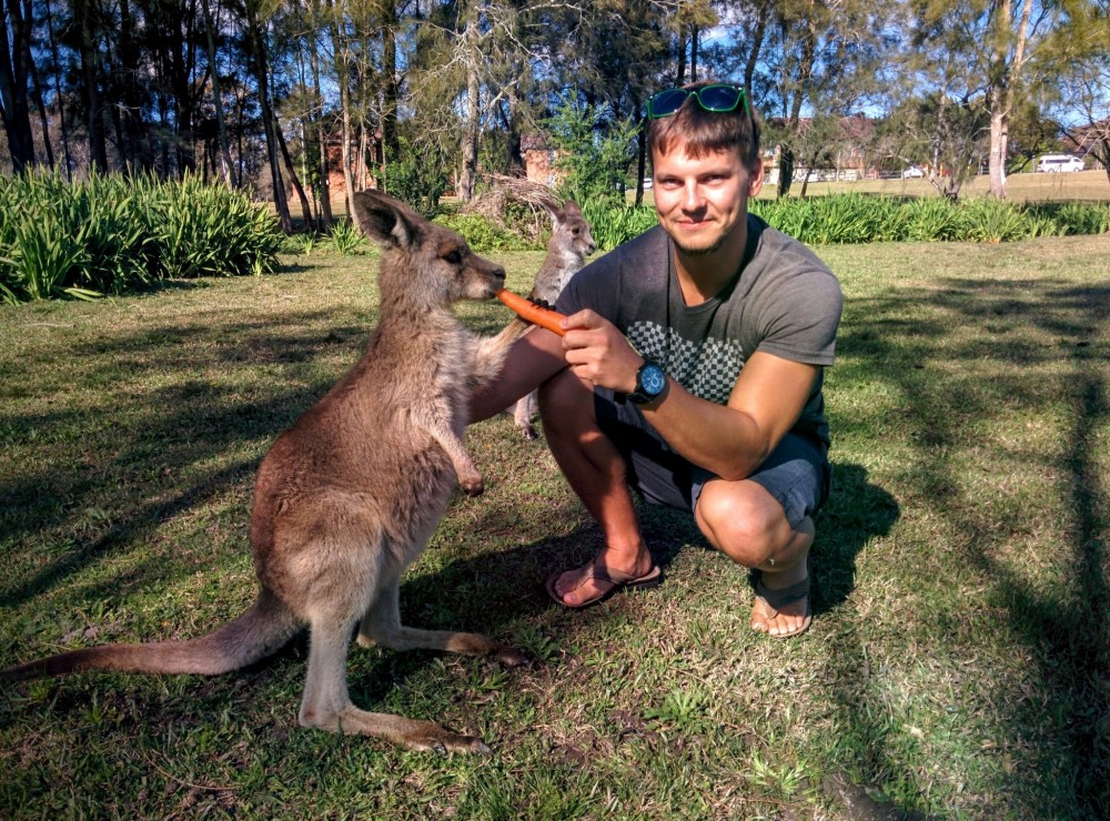 Enjoying Australian dream with kangaroos