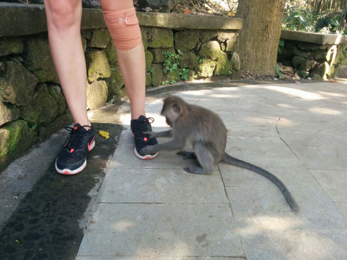 Bali #7 – Ubud a monkey forest