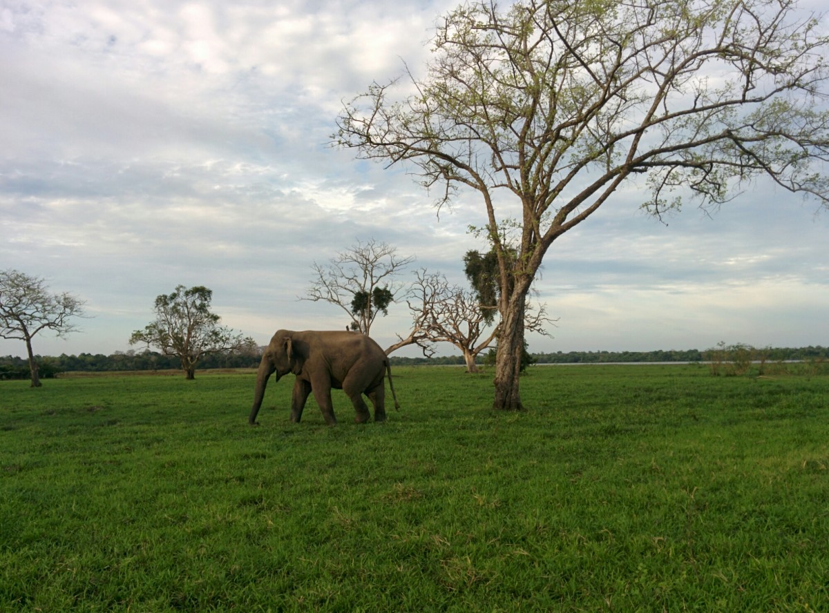 Srí Lanská divočina v čele se slony